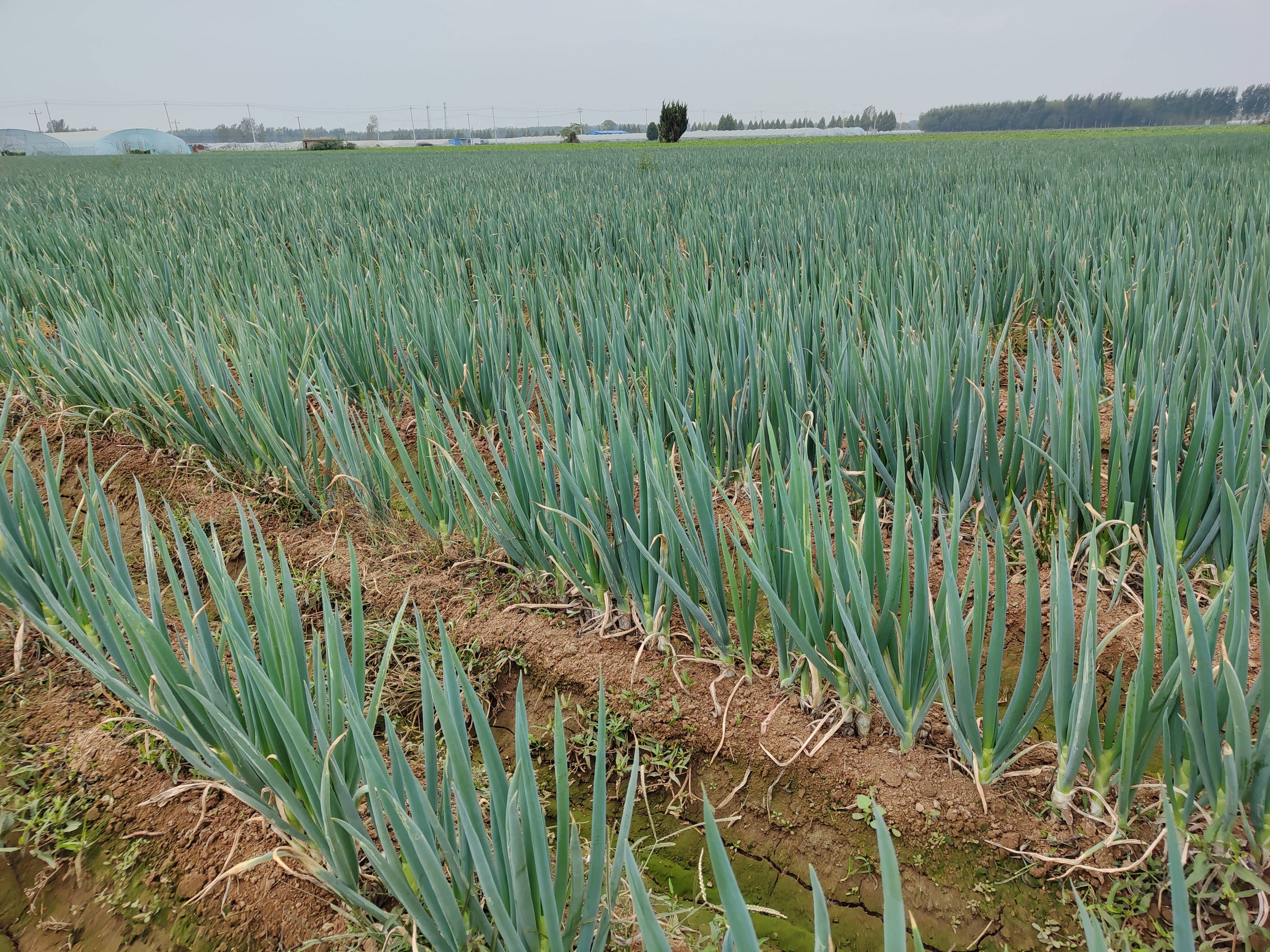 东平县沙河站镇葱地里长出金疙瘩