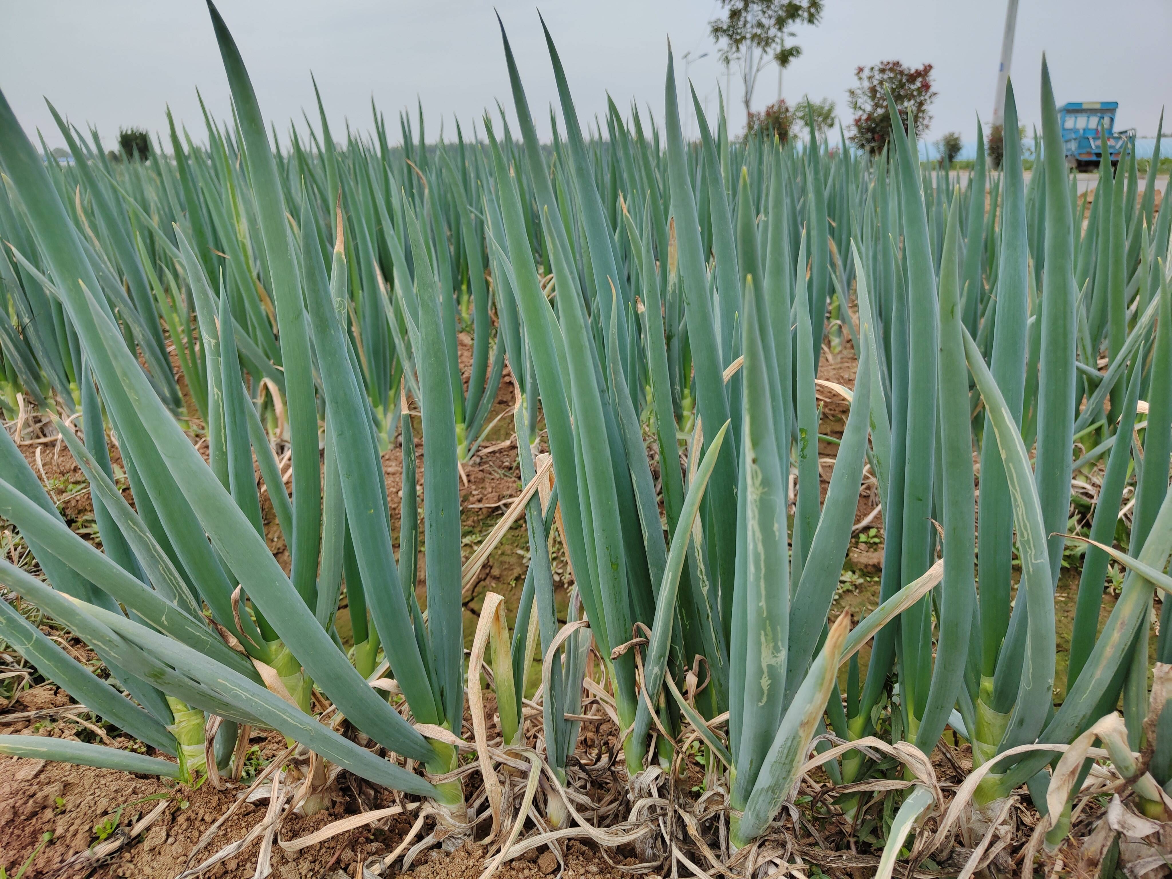 东平县沙河站镇葱地里长出金疙瘩