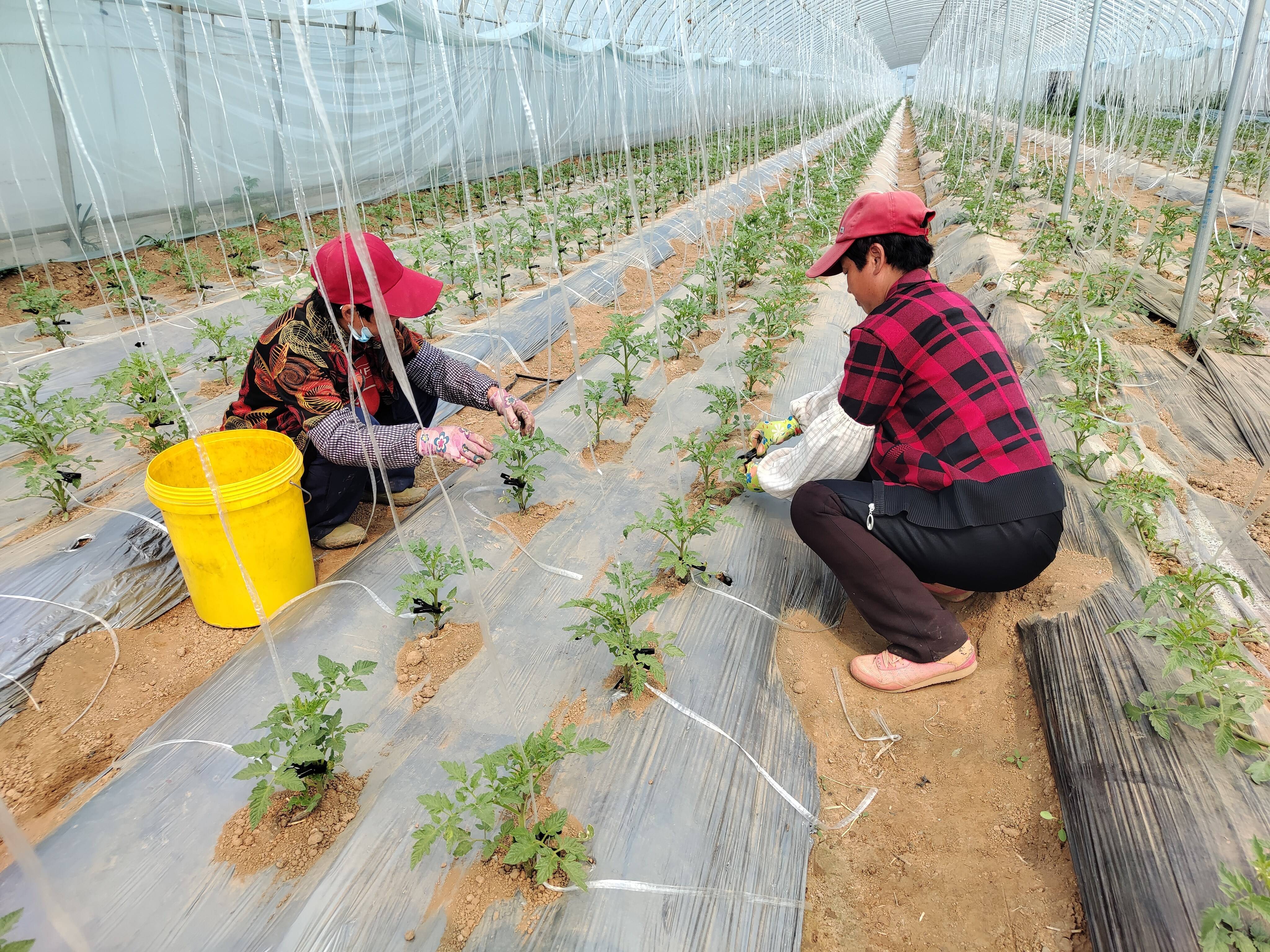 东平县沙河站镇人勤春来早蔬菜大棚管理忙