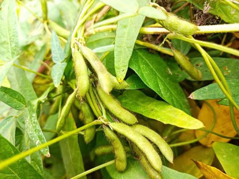 国家二级保护植物野大豆惊现禹城