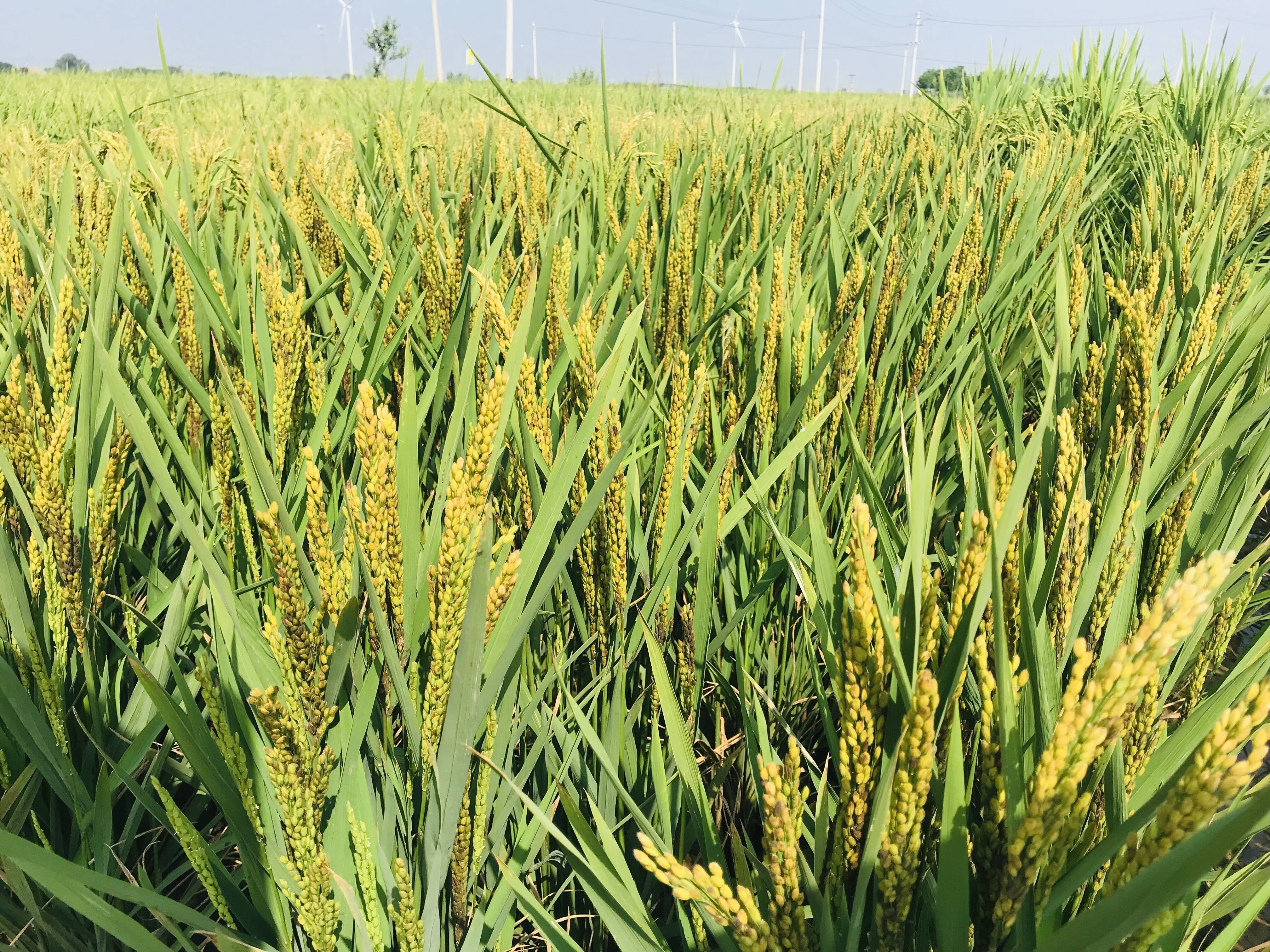 改良盐碱地发展现代农业德州庆云县碱地上稻花香