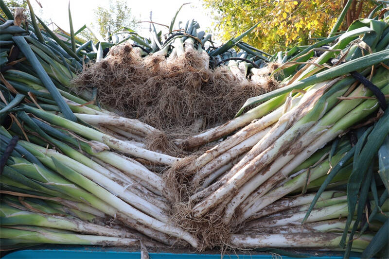 葱地里长出金疙瘩庆云县徐园子乡打造大葱特色产业板块