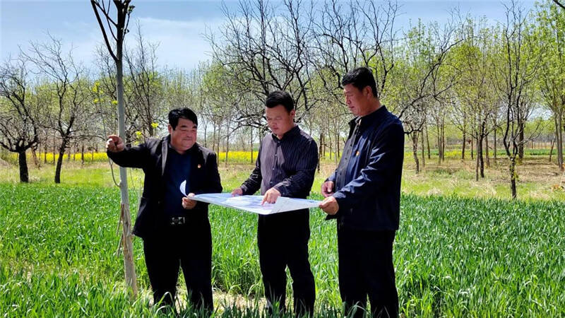 土地流转“巧生金”｜庆云县严务乡头雁领航促振兴