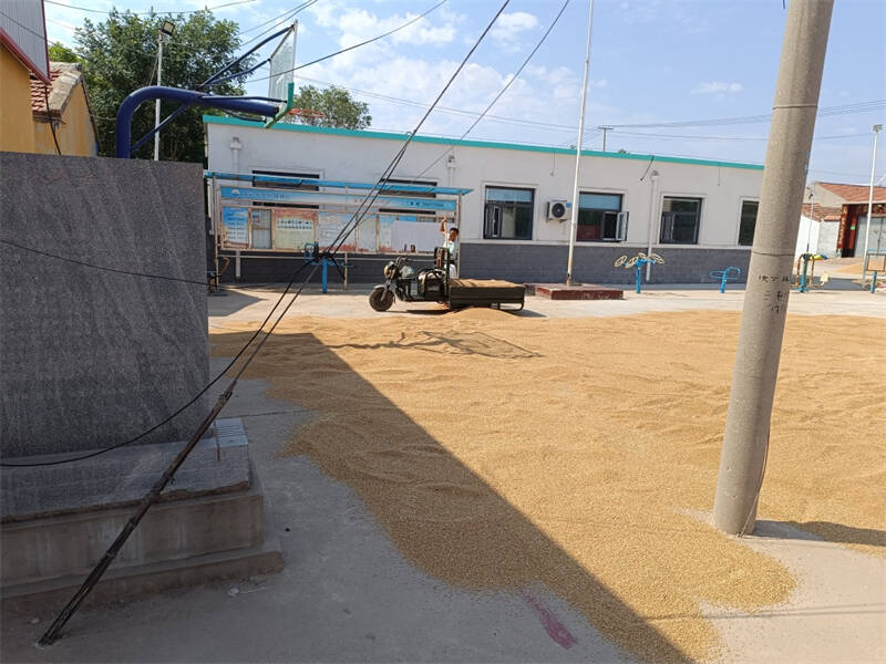 庆云县崔口镇文化广场变身晾晒场确保小麦颗粒归仓