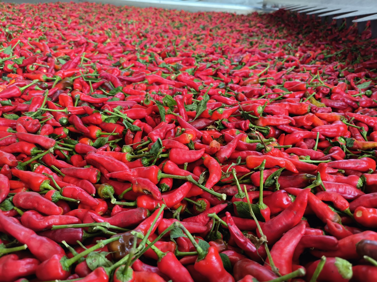 央广新闻和报纸摘要关注德州武城辣椒地里的父子较量