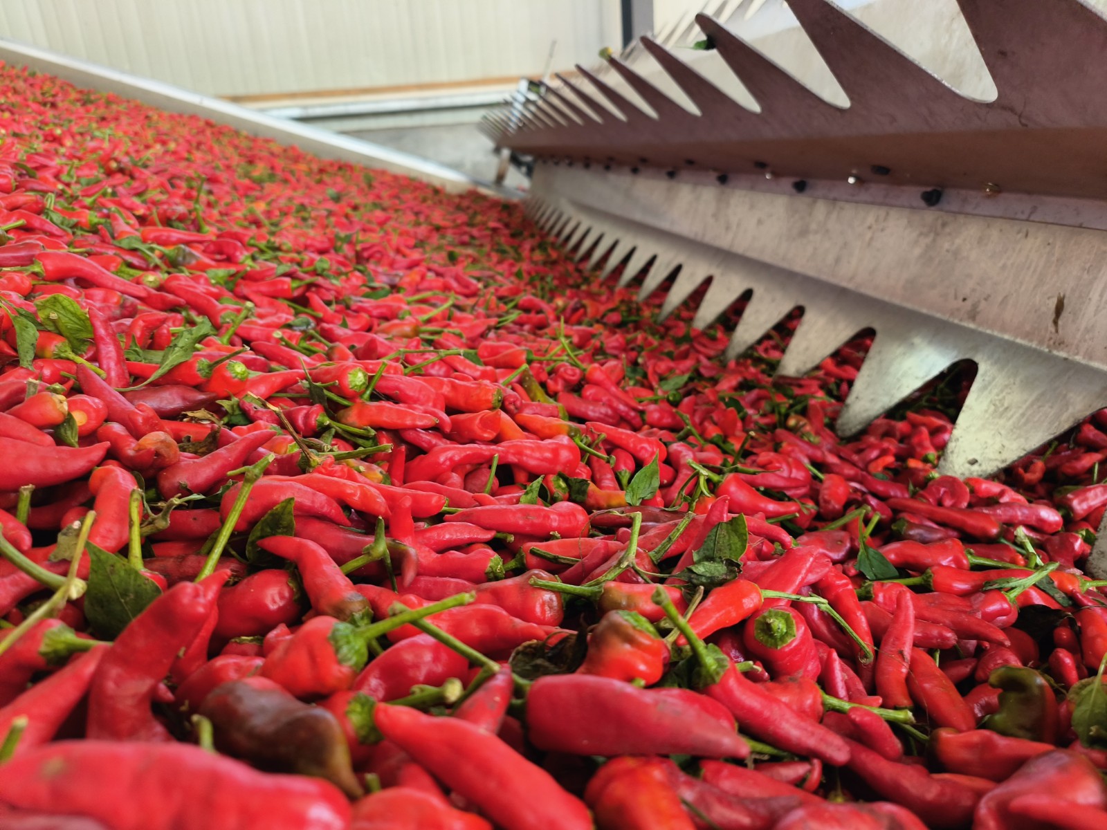 央广新闻和报纸摘要关注德州武城辣椒地里的父子较量