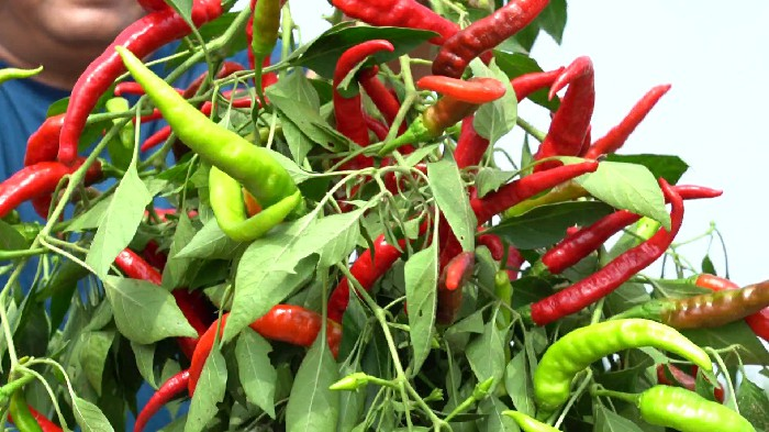 德州武城辣椒喜丰收村民采摘忙