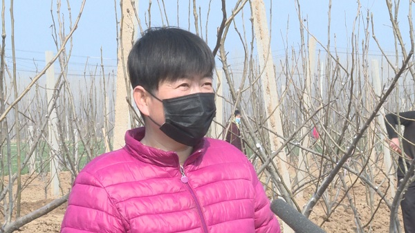 刘金岭德州平原庄稼地里的女致富带头人