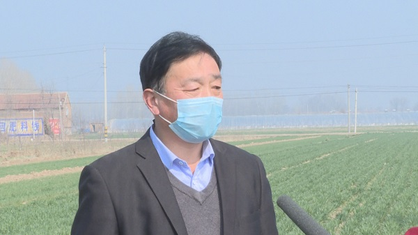 刘金岭德州平原庄稼地里的女致富带头人