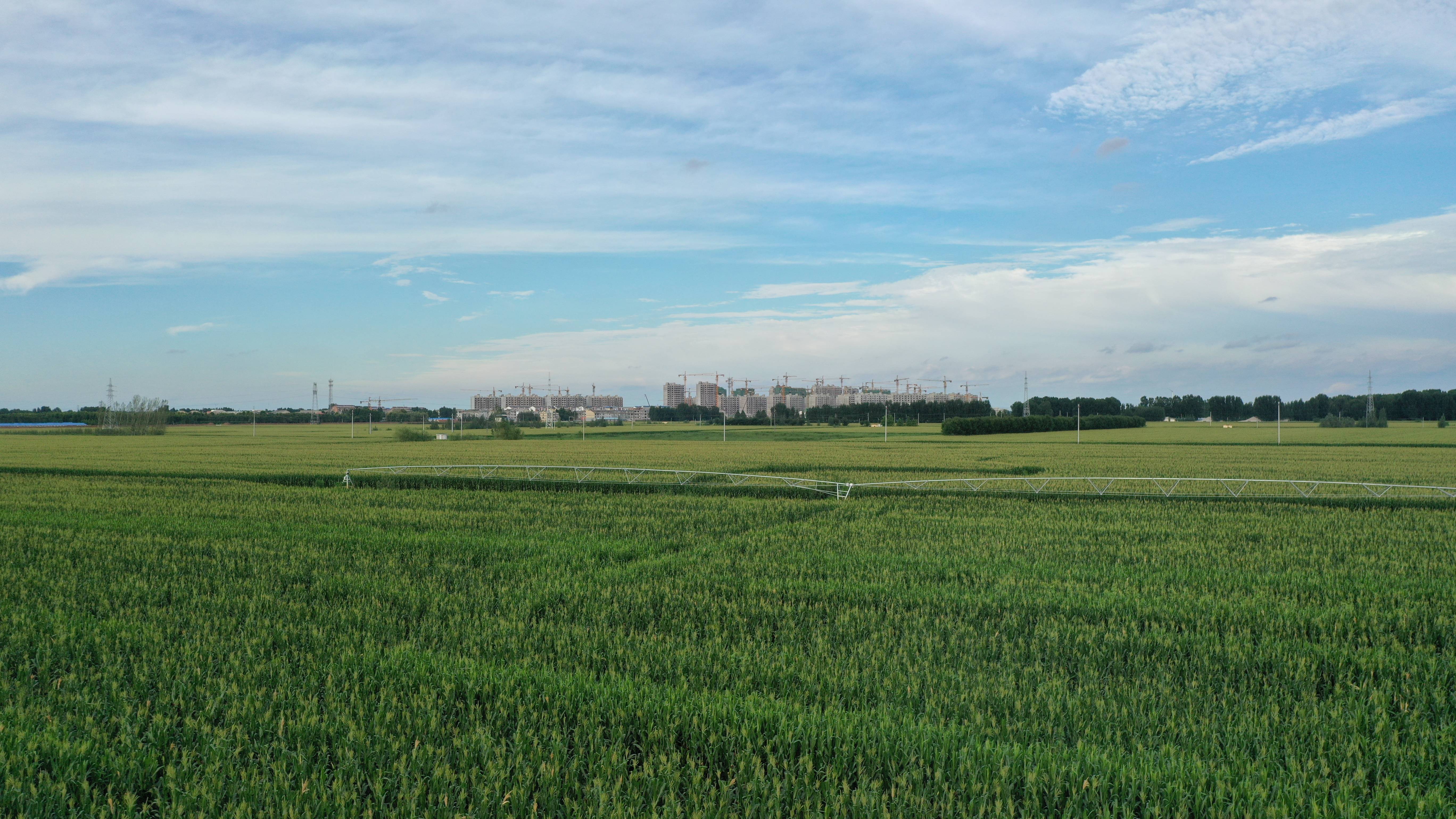 德州市平原县硕士夫妻农田切磋赛探索模式助农业发展