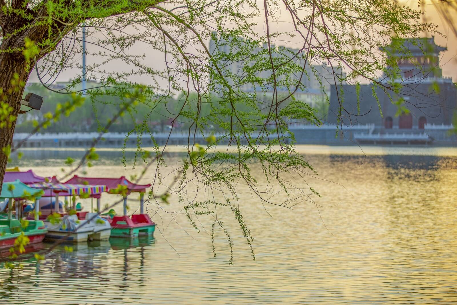 德州市平原县小城春意浓