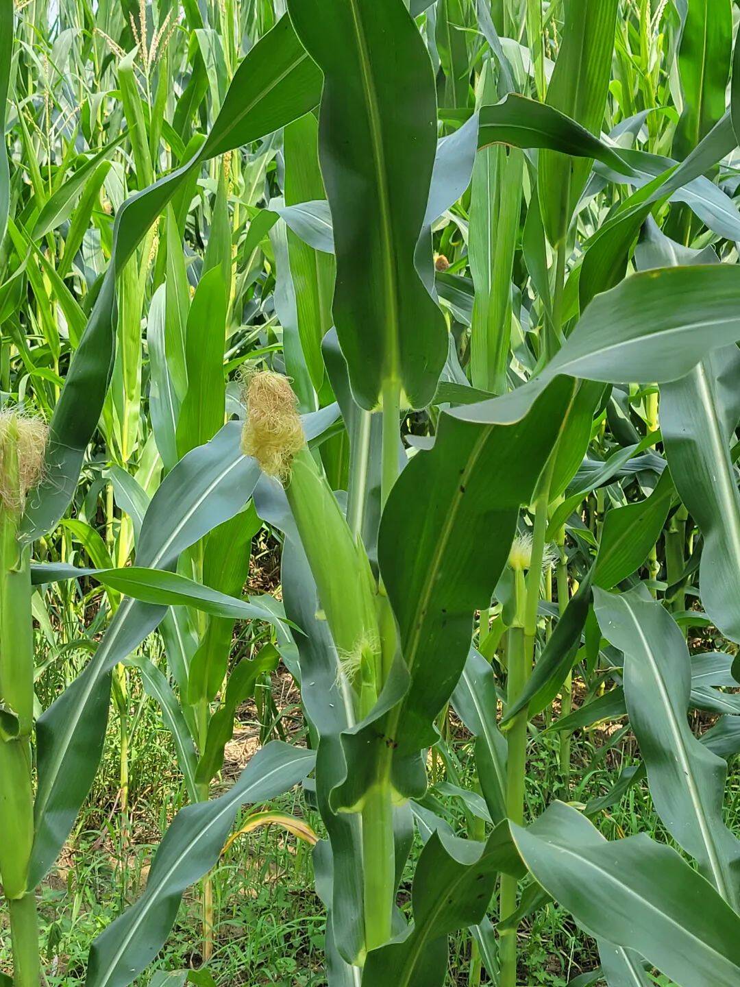 一片好丰光玉米长势喜人农民丰收在望