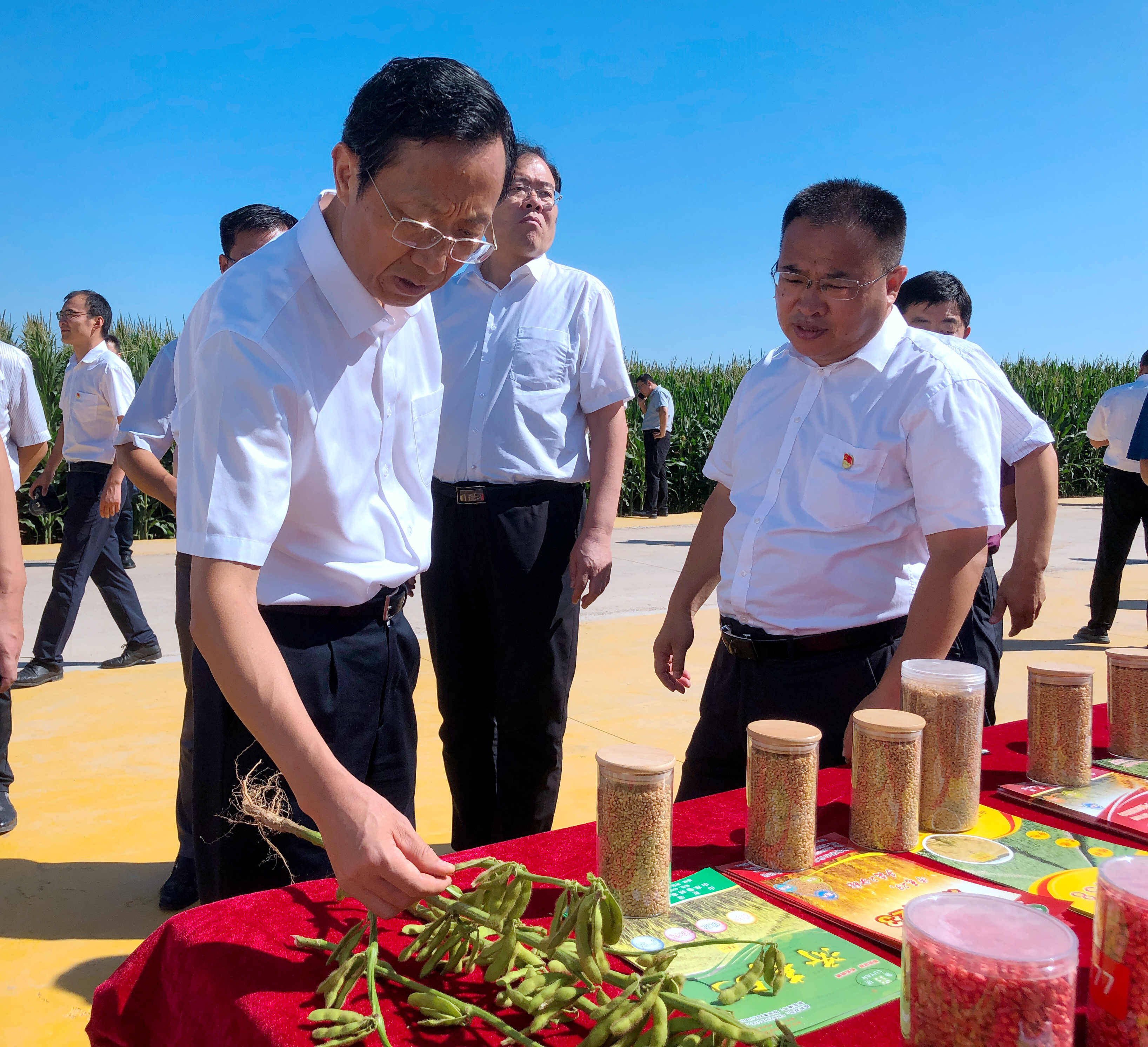 德州临邑马老四图片