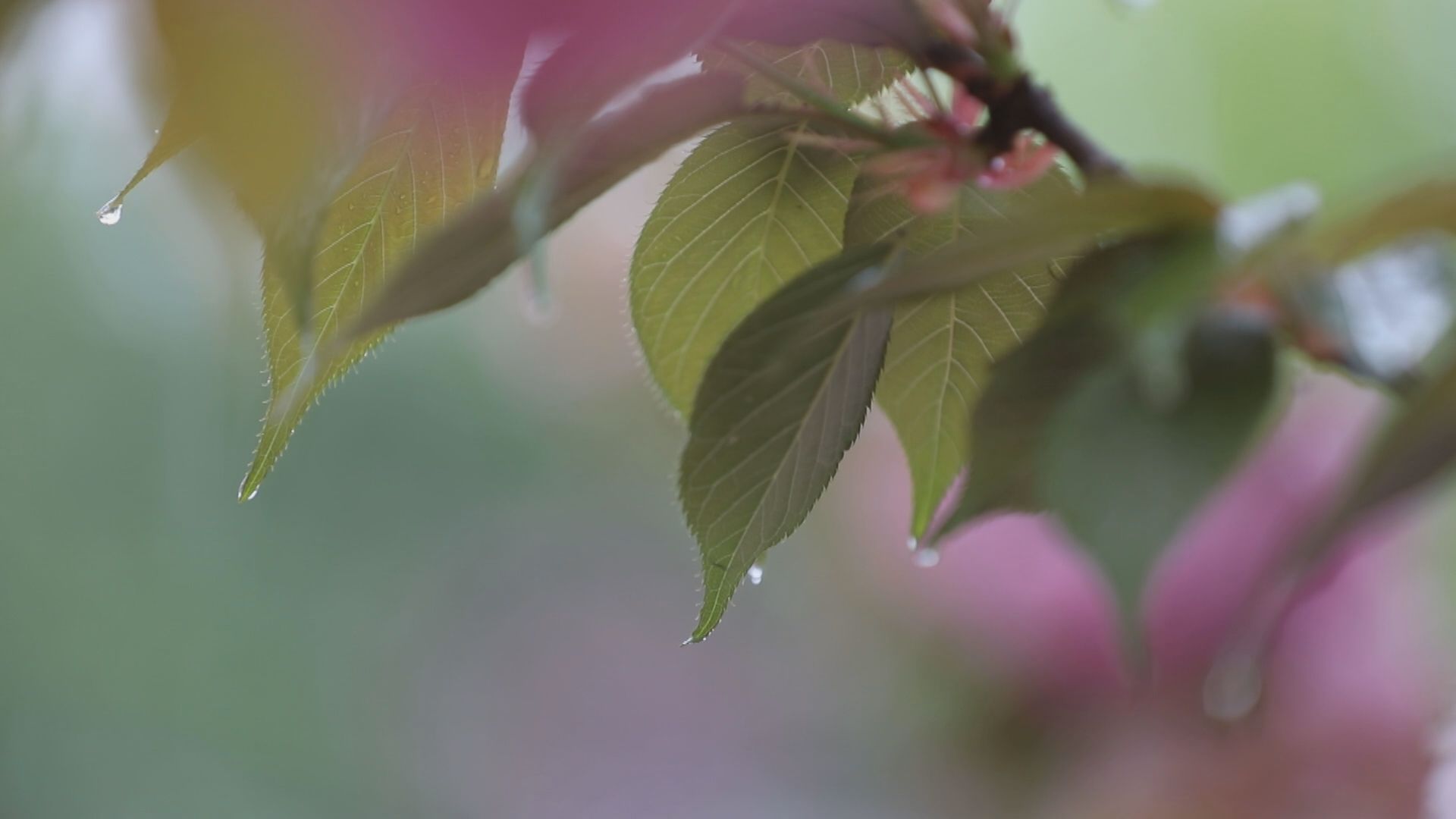 雨后风景最美图片