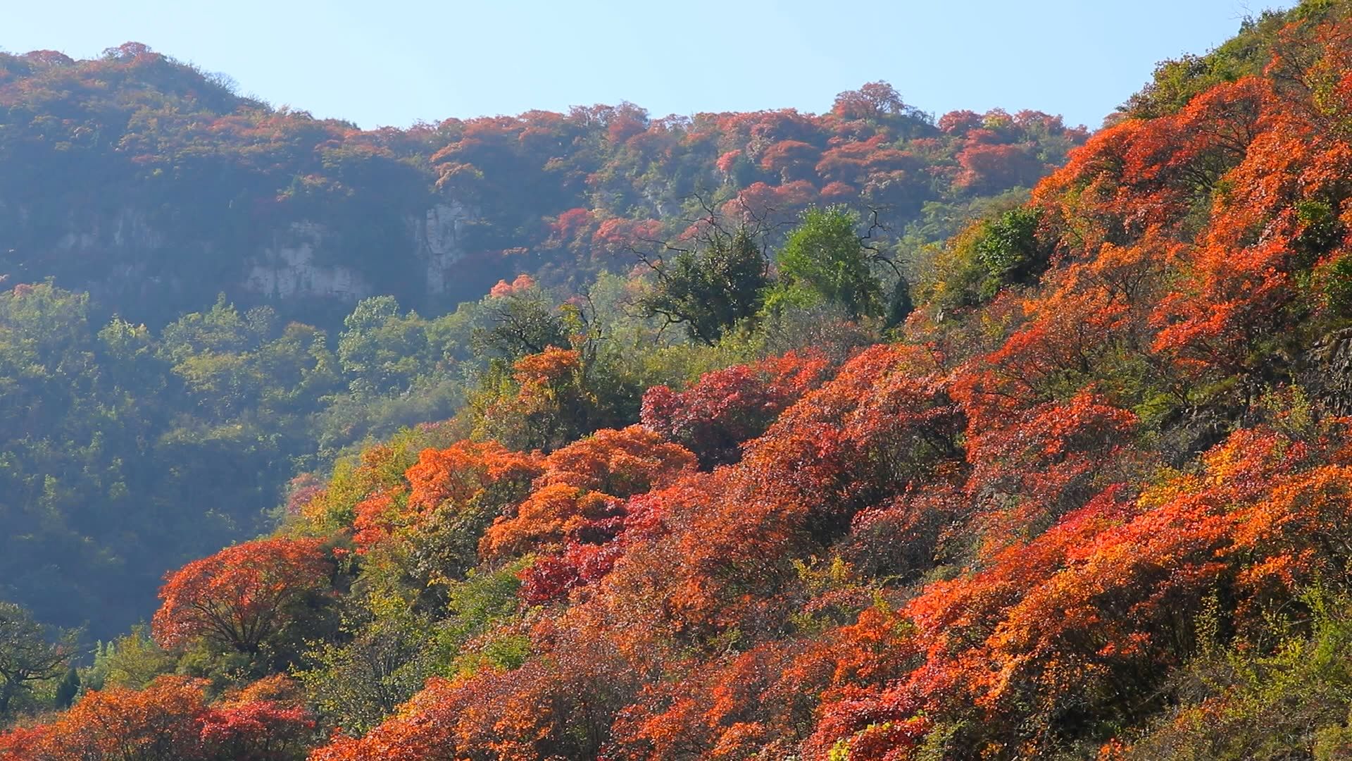 淄川红叶景点大全图片