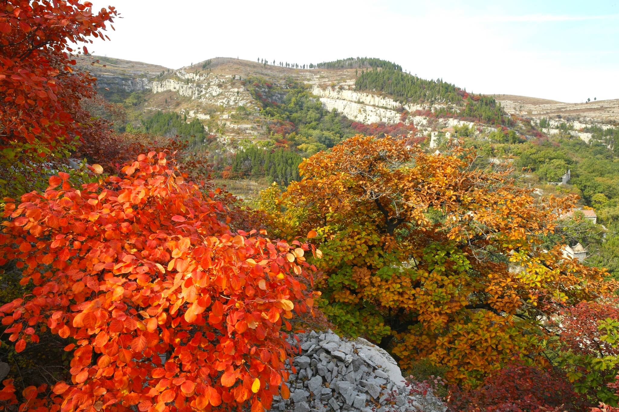 淄川红叶景点大全图片