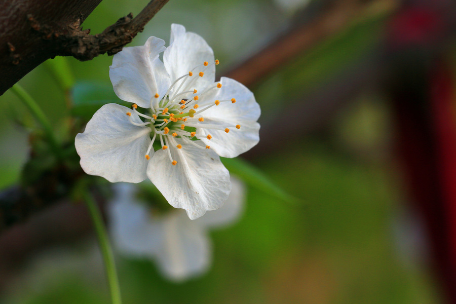 朱吴镇九岭夼村:700多亩樱桃花开 绽放增收新希望