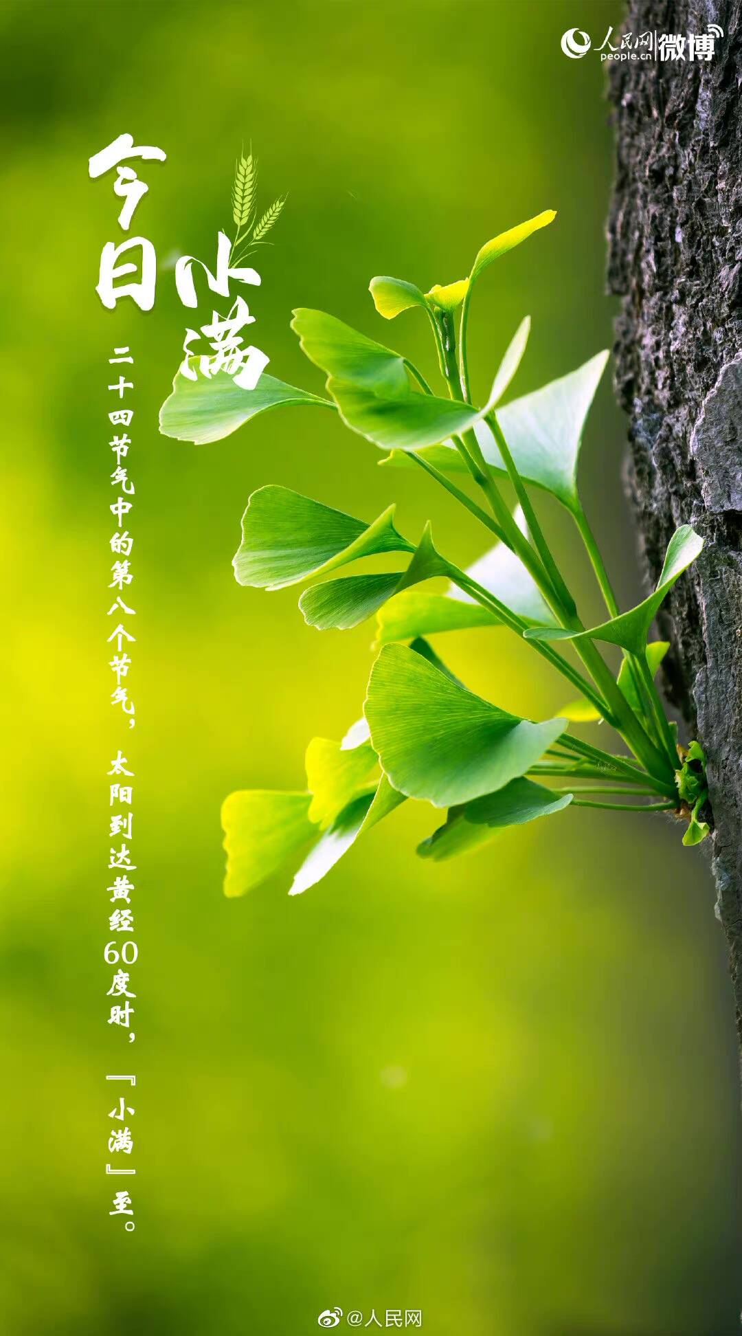 小满小满,幸福满满