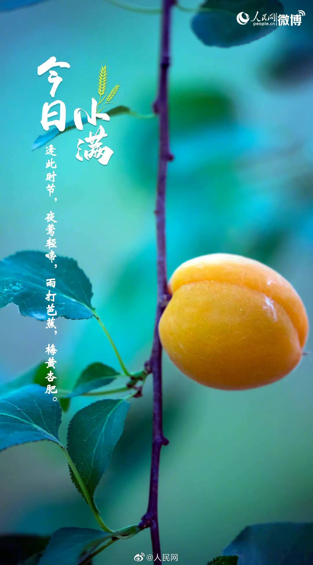 小满小满,幸福满满