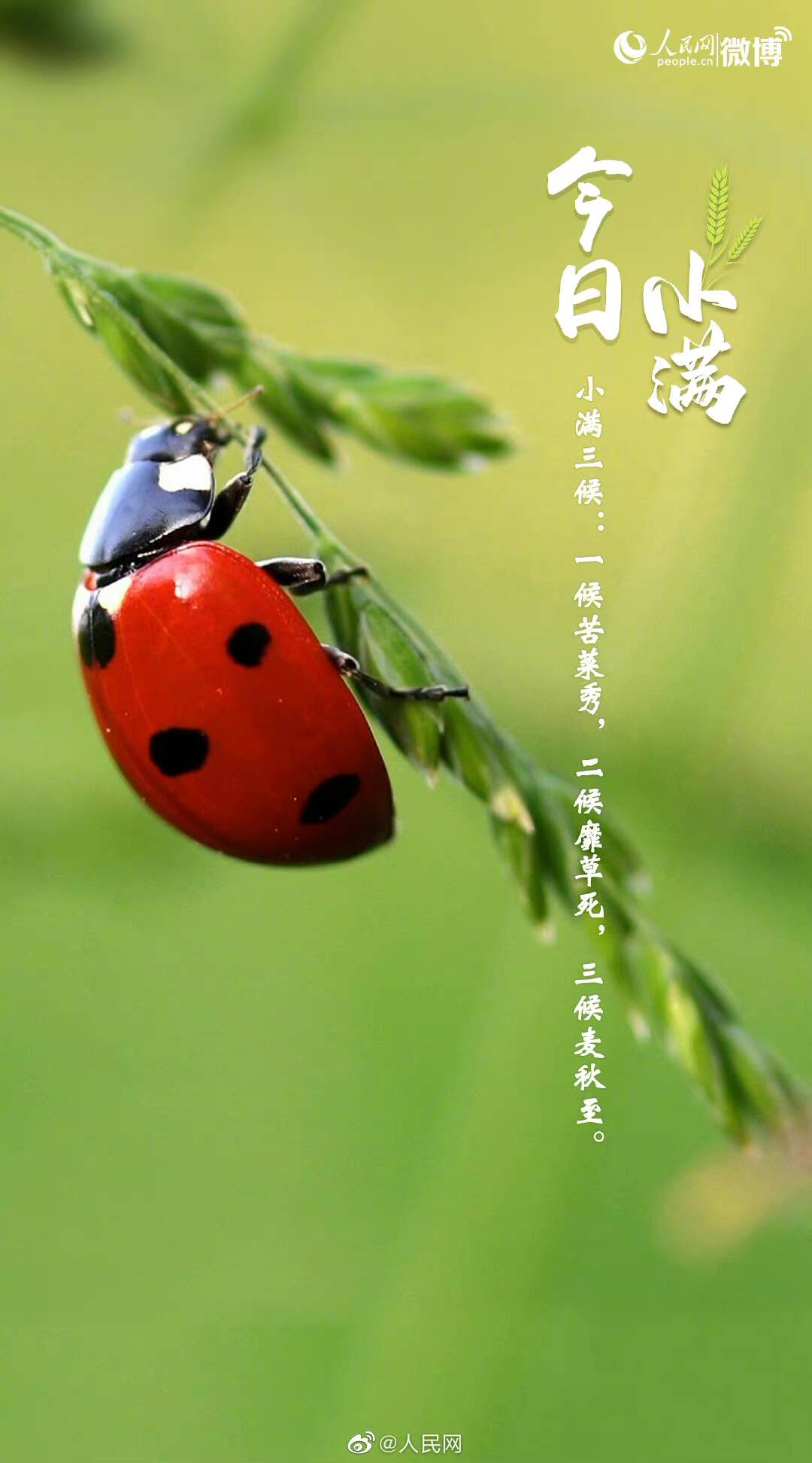 小满小满,幸福满满