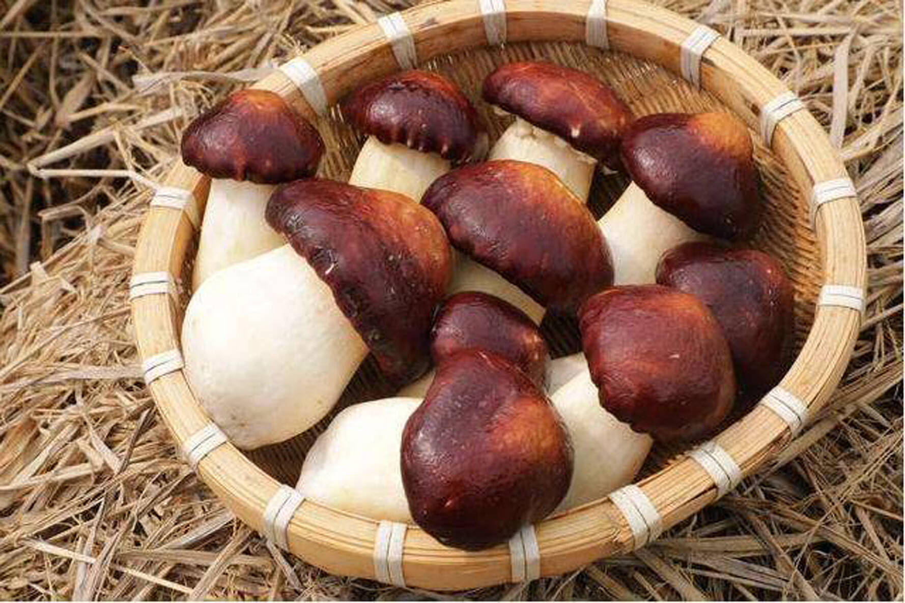 科技助农带来增收新门路烟台循环农业产业服务团在招远