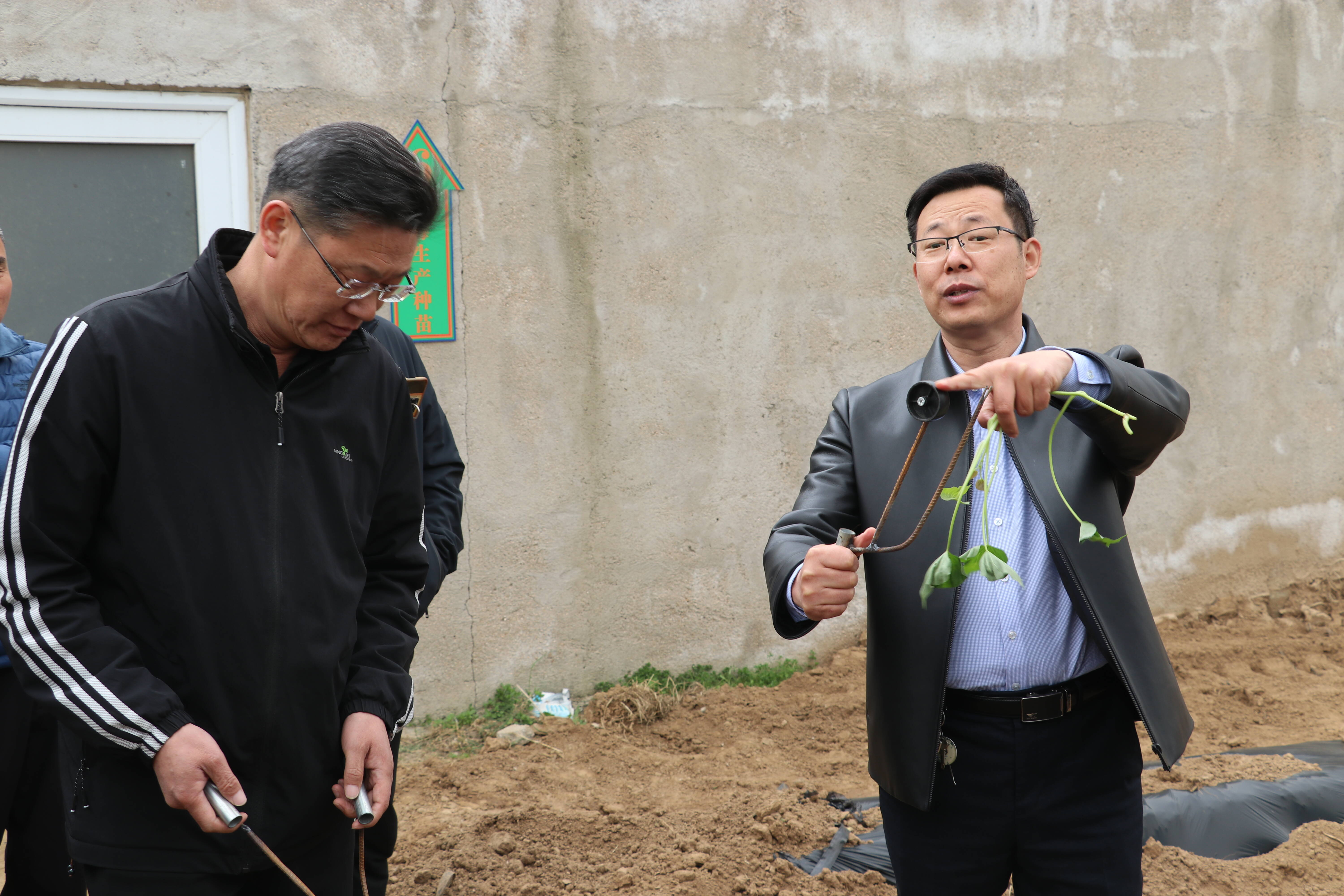 小蜜薯种出甜蜜产业招远市齐山蜜薯2023年红色头雁计划启动会暨首次