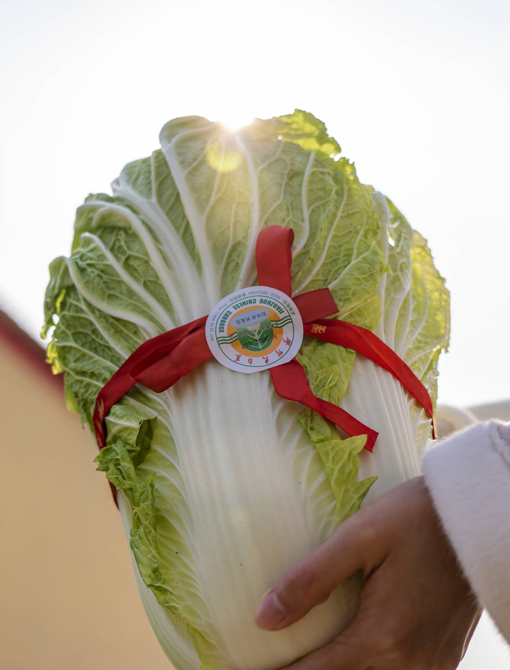 系红绳的胶州大白菜