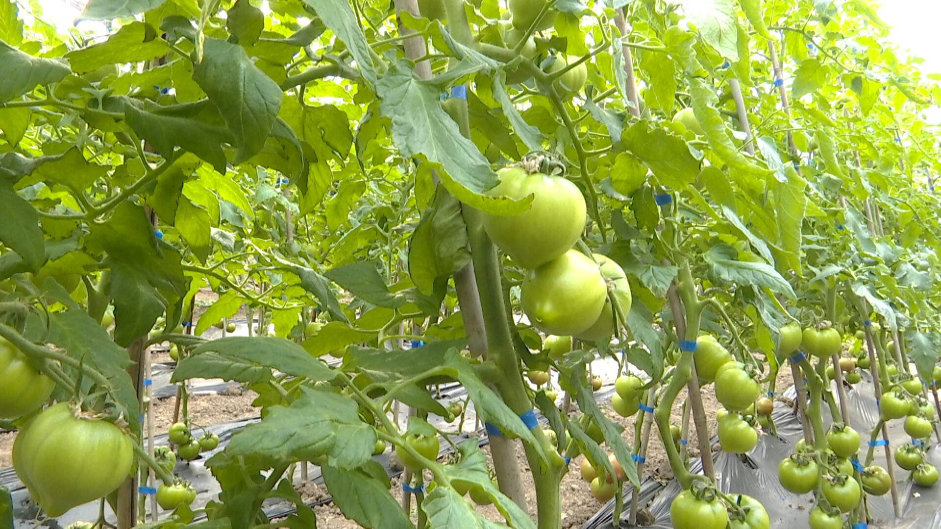 600亩娄敬庵西红柿助农增收