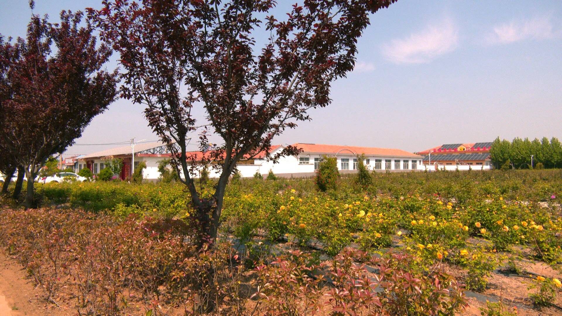 云上胶州>农舍庭院花香四溢,洁净村巷四通八达……漫步在铺集镇松园村