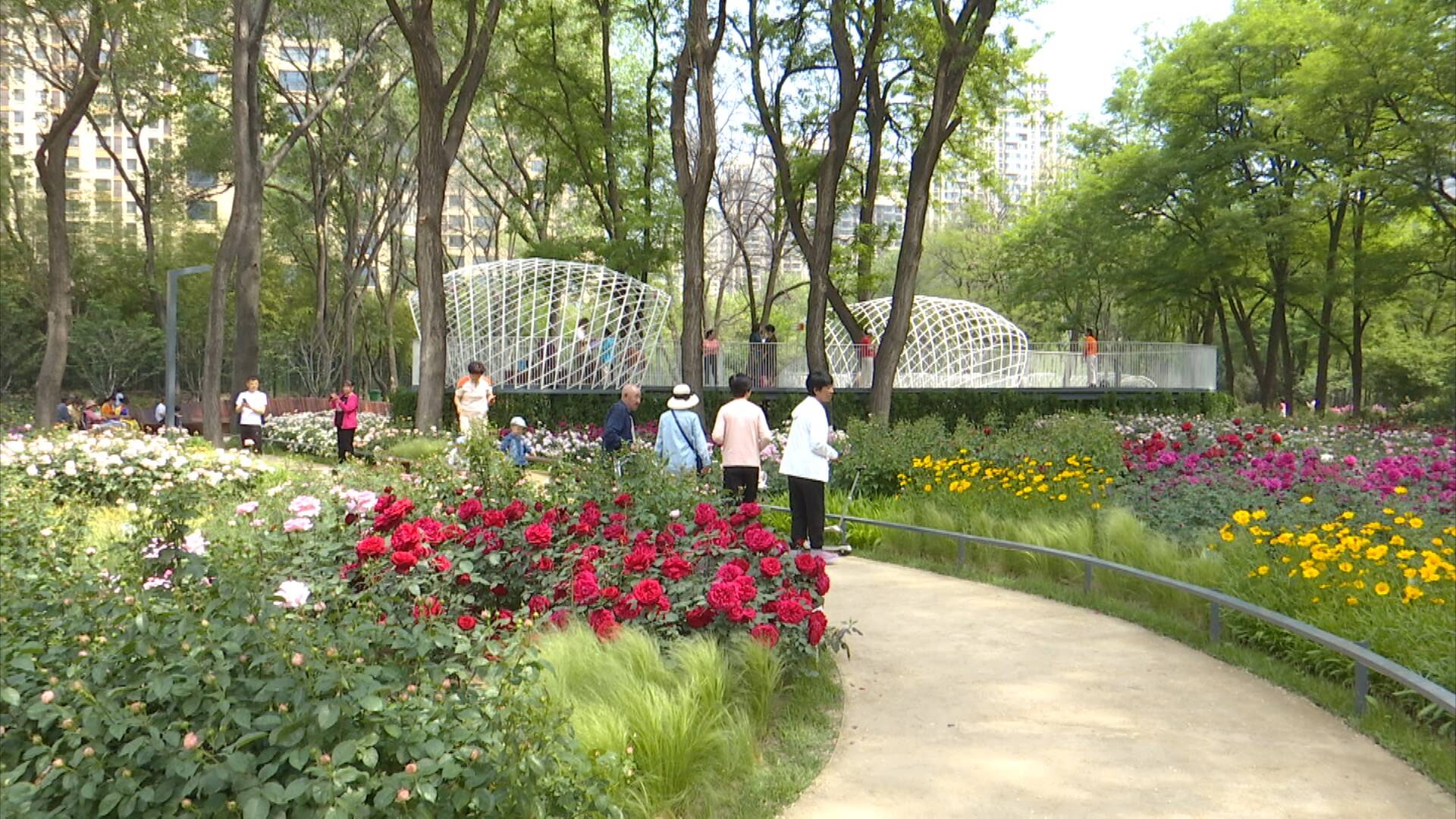 胶州市的市花,自去年以来,市住建局在植物园内精心打造了以月季花卉为