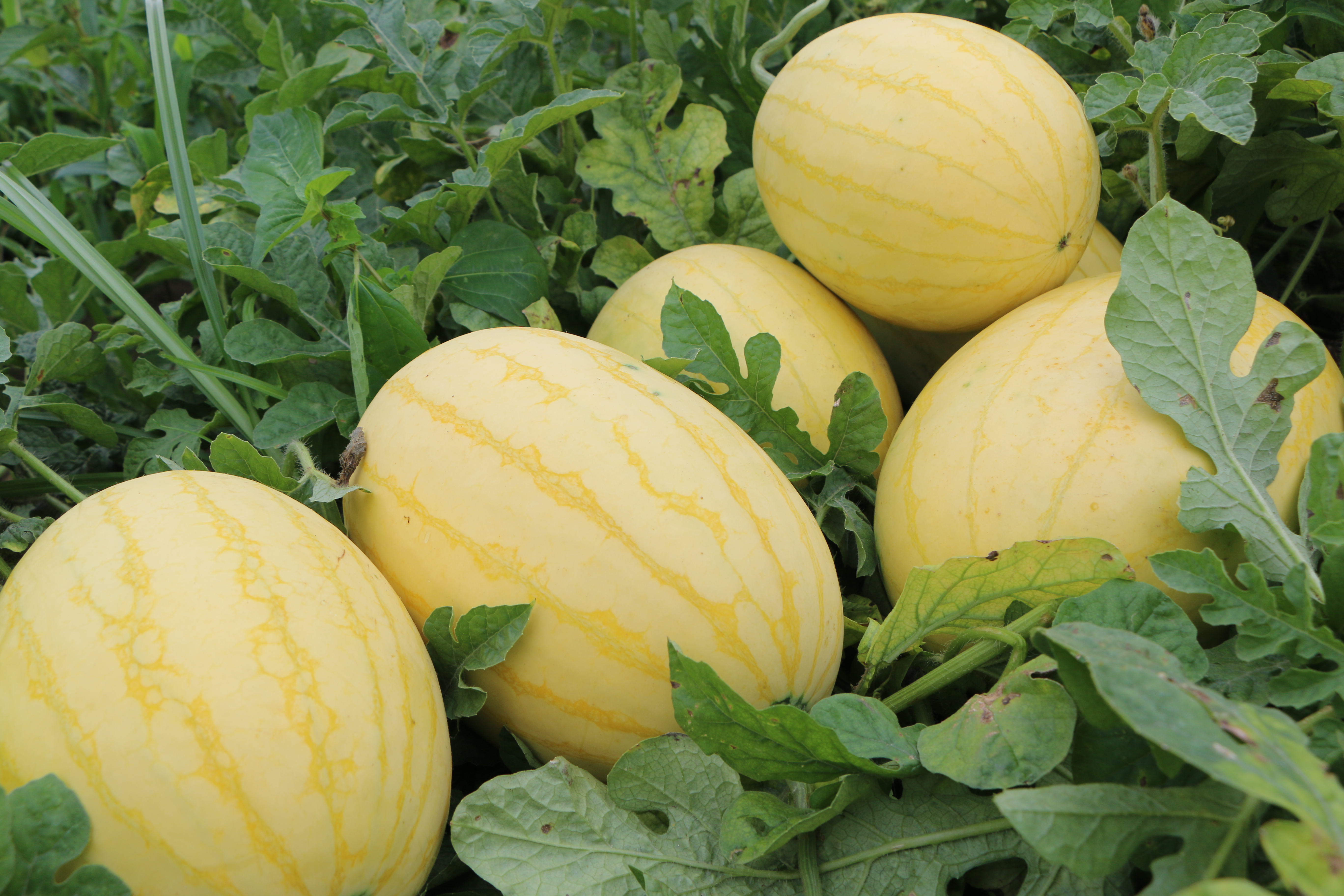 青岛市即墨区:移风店镇黄皮西瓜"走红"