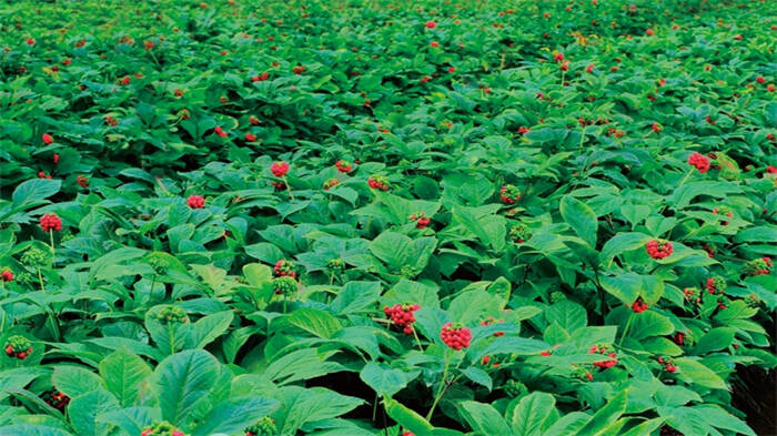 威海市文登区质量追溯助力西洋参产业发展