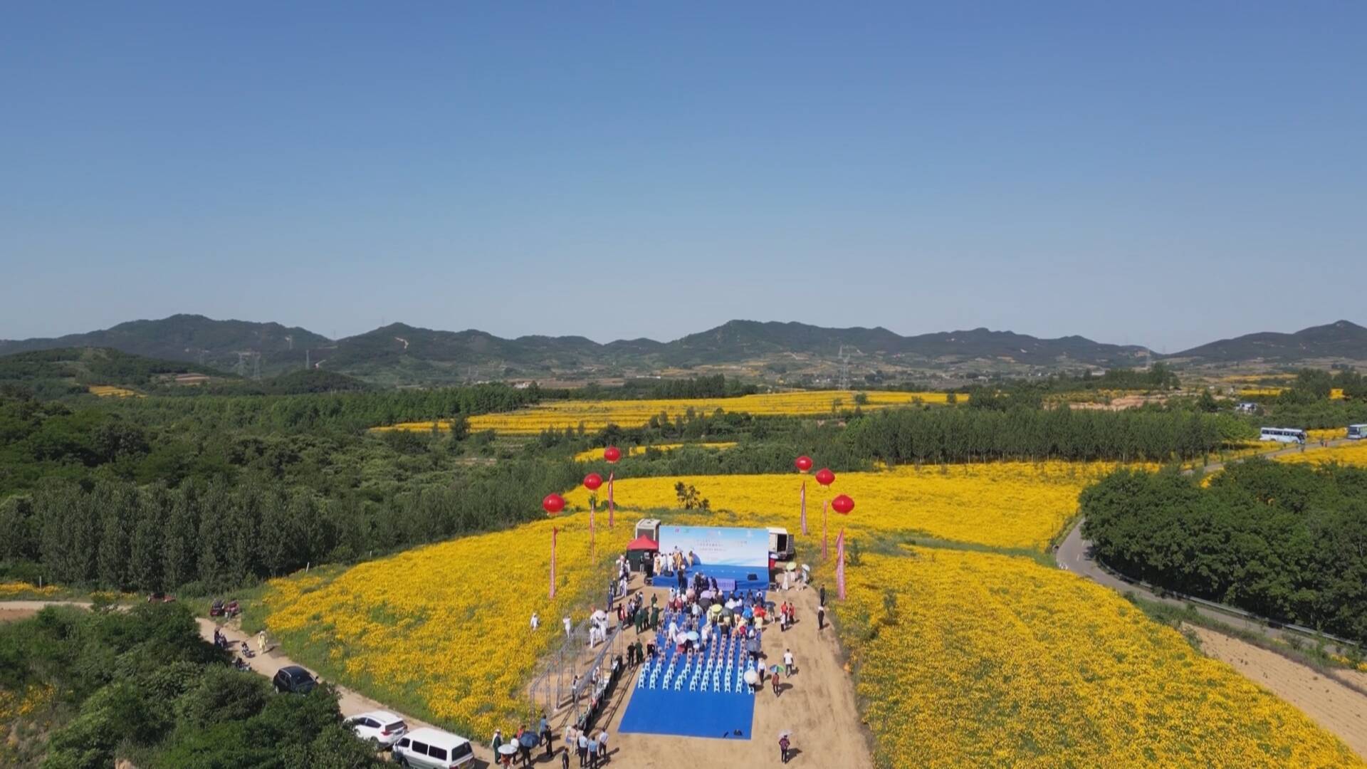 威海市文登区泽头镇第四届金鸡菊文化节开幕