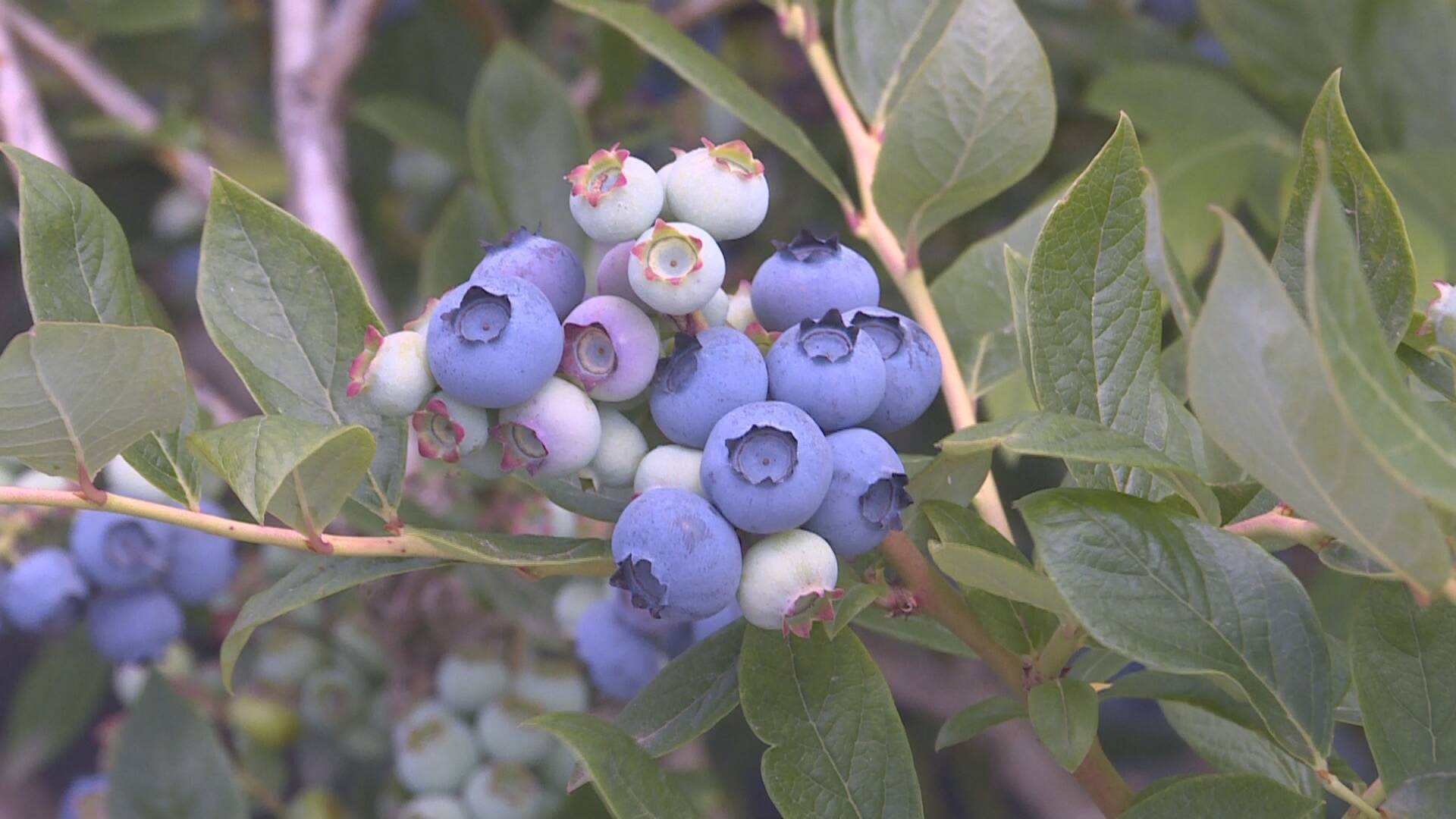 威海市文登区米山镇蓝莓即将开园采摘