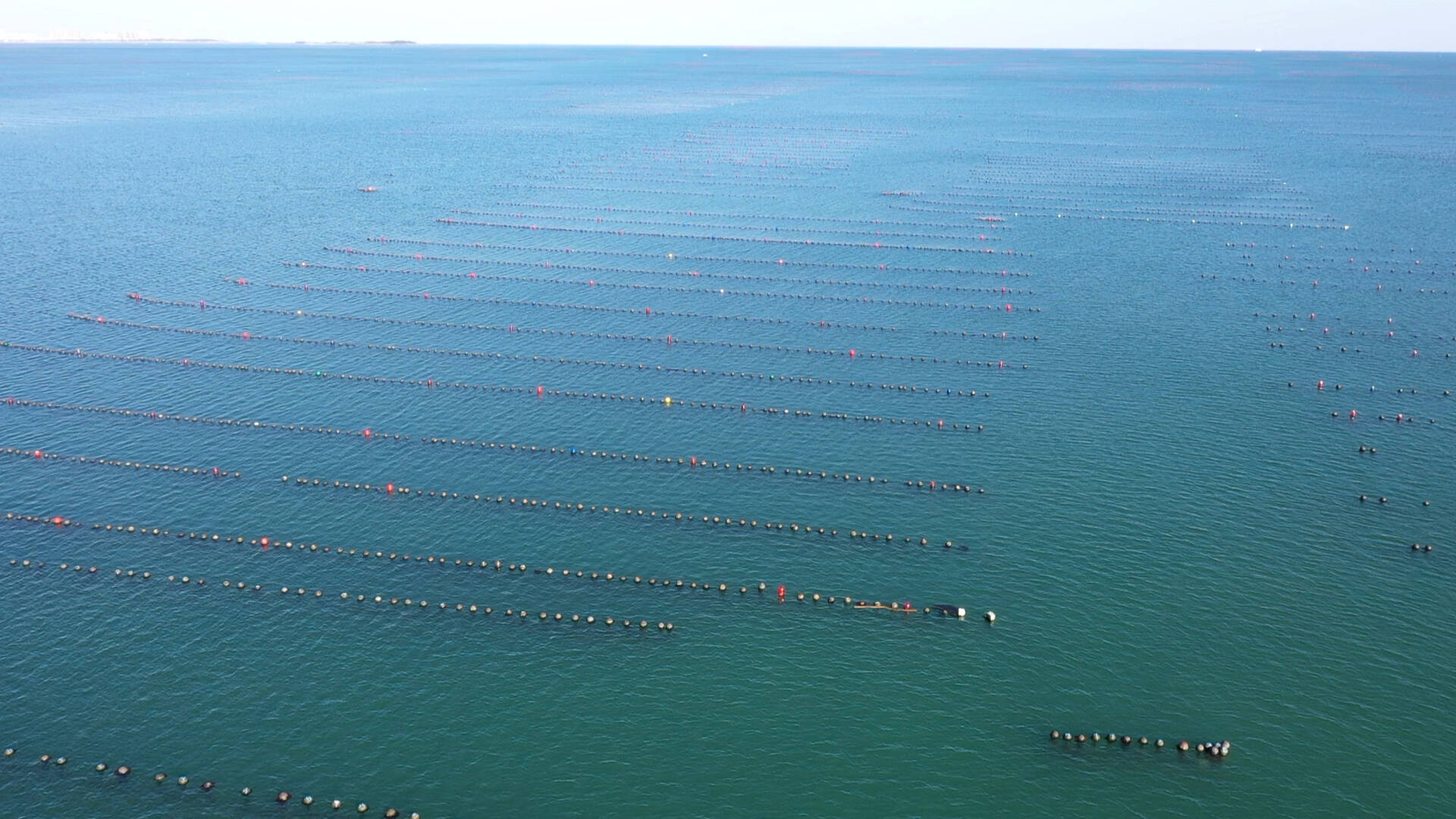 乳山市海洋发展局牡蛎搬新家海岸现蔚蓝