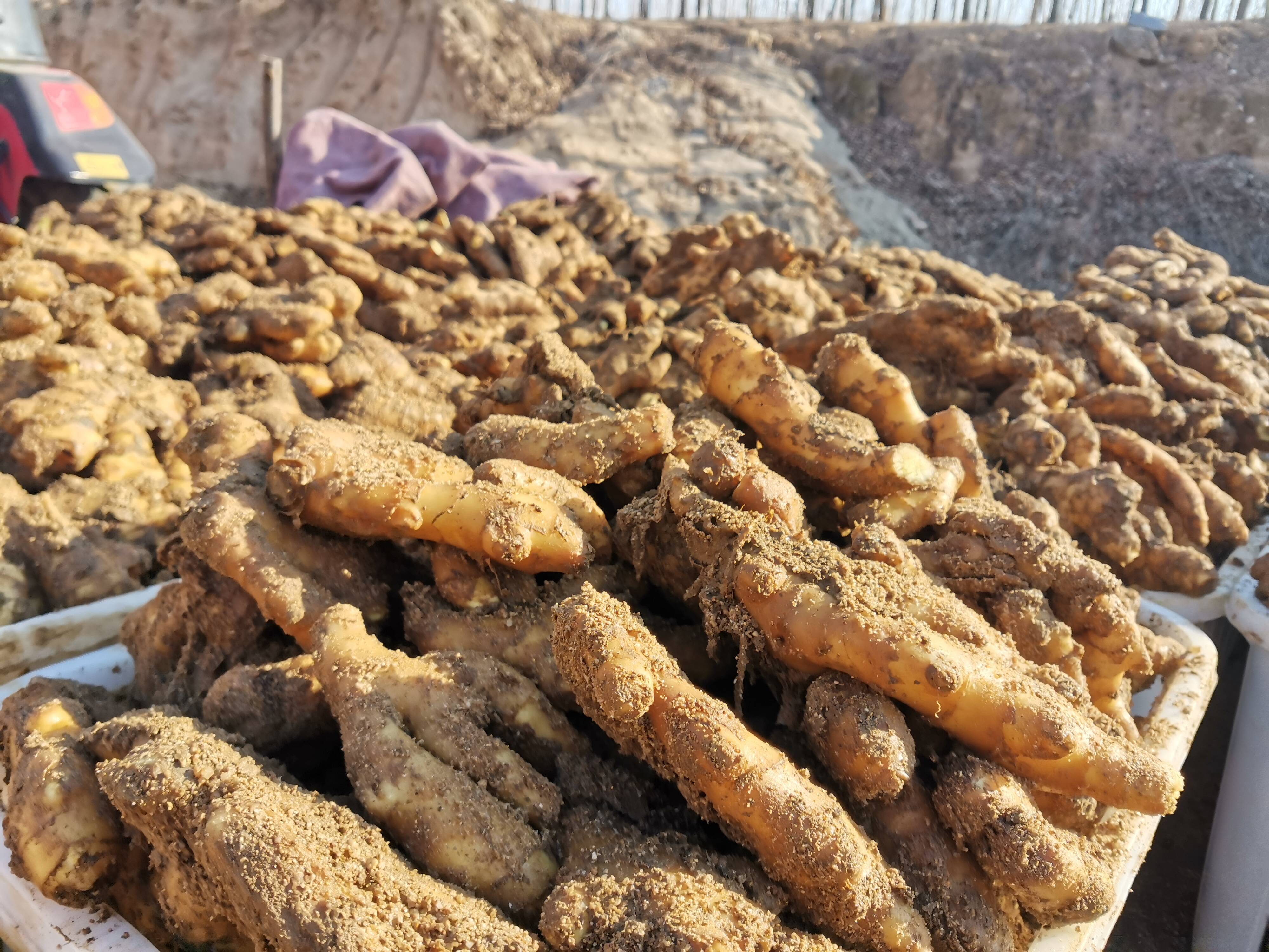 乳山市白沙滩镇焉家庄村出姜种备春种