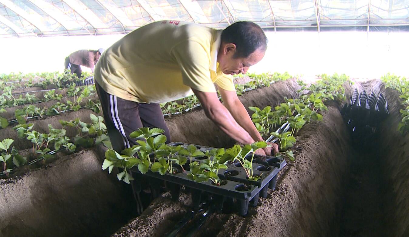 乳山草莓定植季种出致富果