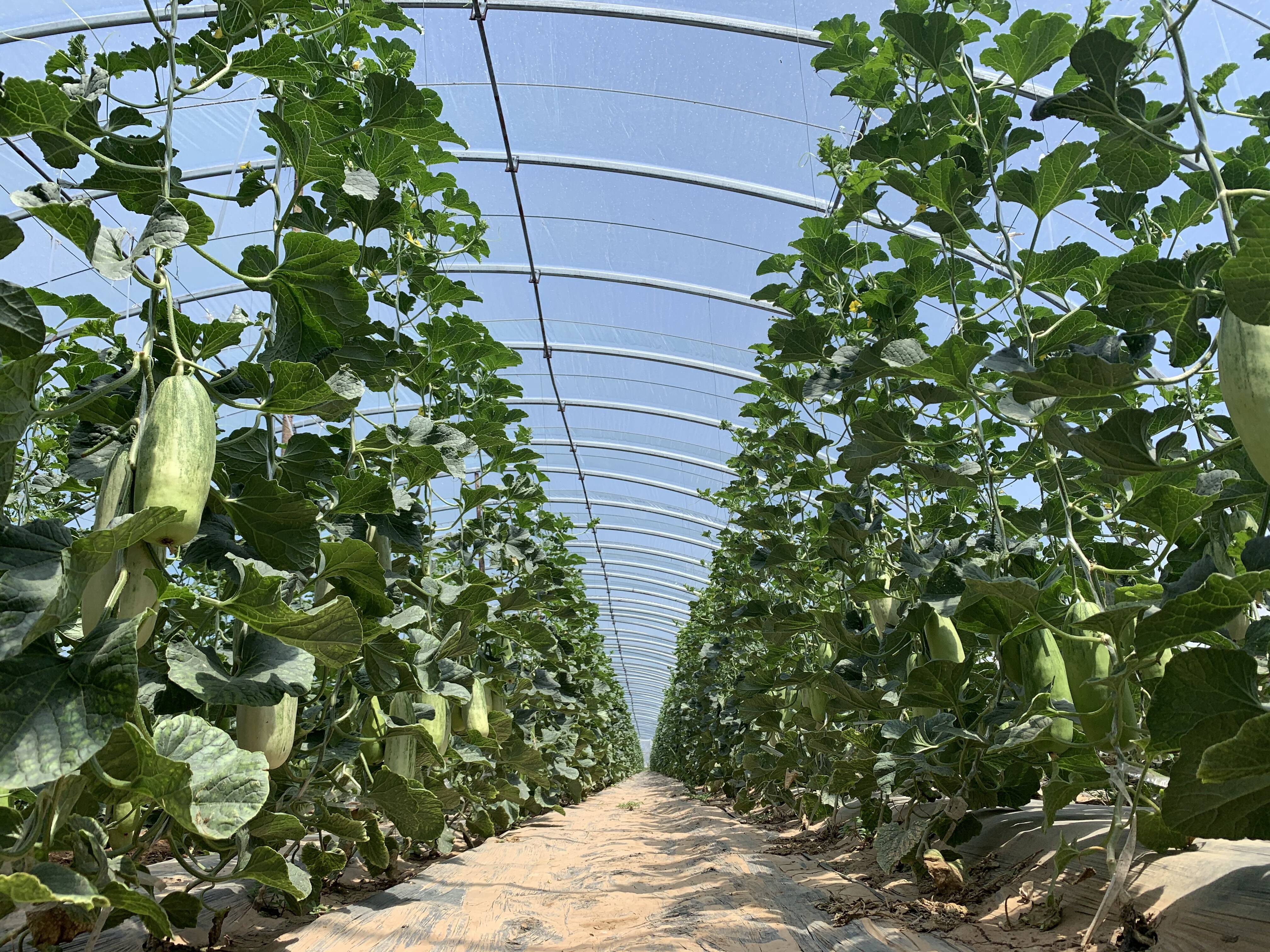 "今年这6个棚,主要种植博洋9,博洋61这两个品种的羊角蜜,一个棚头茬瓜