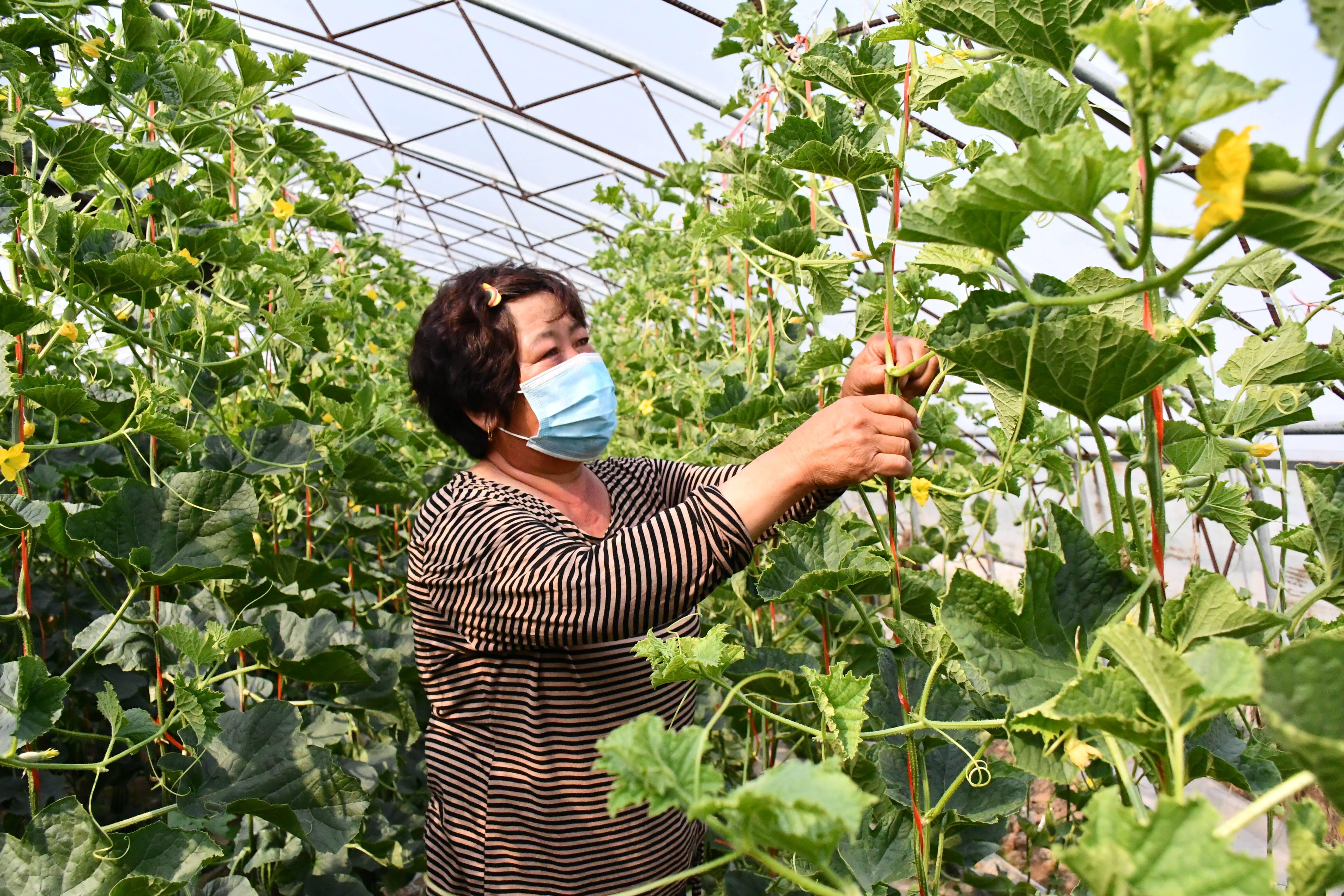 惠民县麻店镇大棚果蔬种植忙乡村振兴产业旺