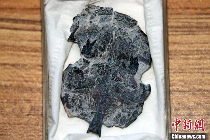 這條3.9億年前的肺魚為何“吃軟不吃硬”？