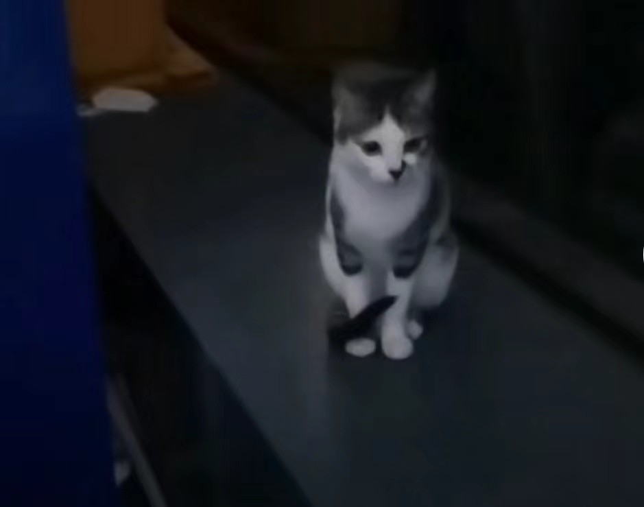 施宇在高铁站内遇见的小猫。受访者供图