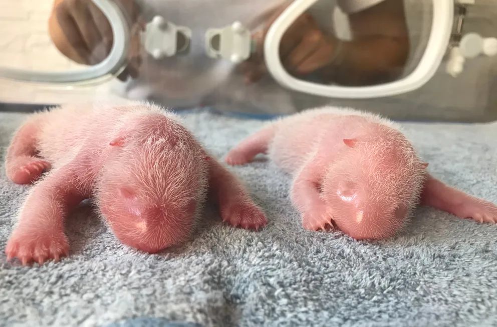 秦岭大熊猫“秦秦”二胎产下龙凤胎。 秦岭大熊猫研究中心供图