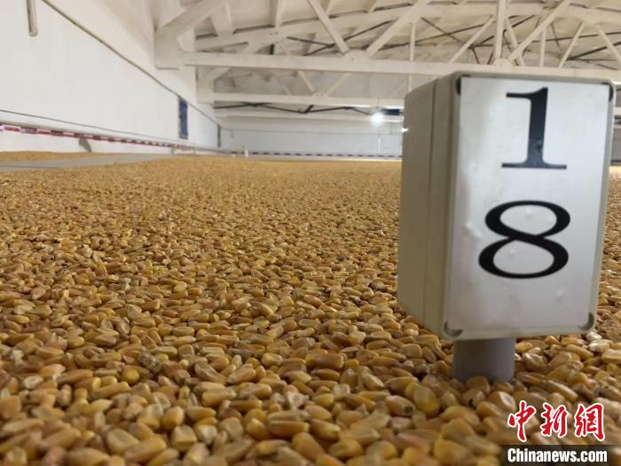 数千吨的小麦、玉米如同一块块被“切平”的巨型蛋糕“镶嵌”在地面上。 王惠琳 摄