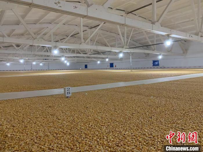 仓内清凉干爽、遍地金黄，上千平方米的粮食尽收眼底。 王惠琳 摄