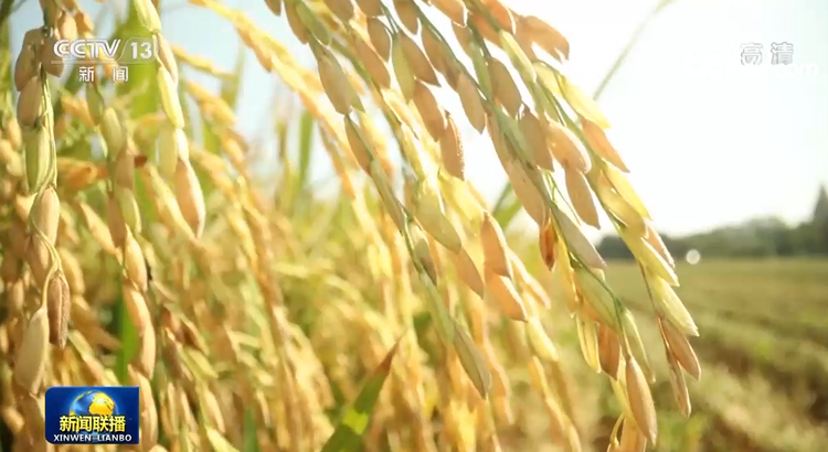 在希望的田野上｜秋收时节 五谷丰登粮满仓