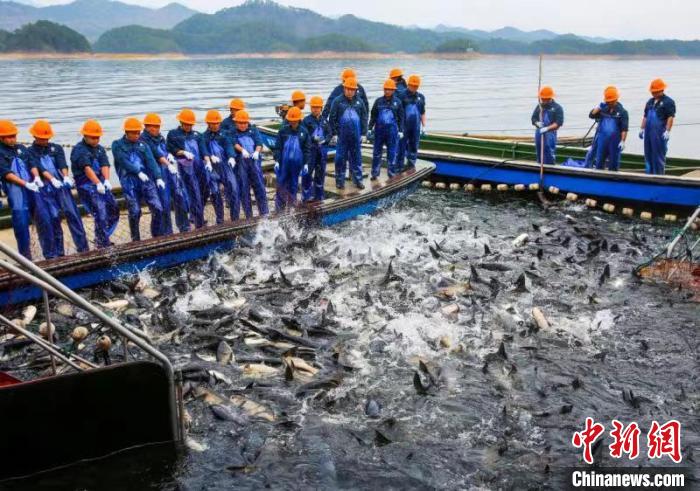 浙江千岛湖迎来新春首场“巨网捕鱼”