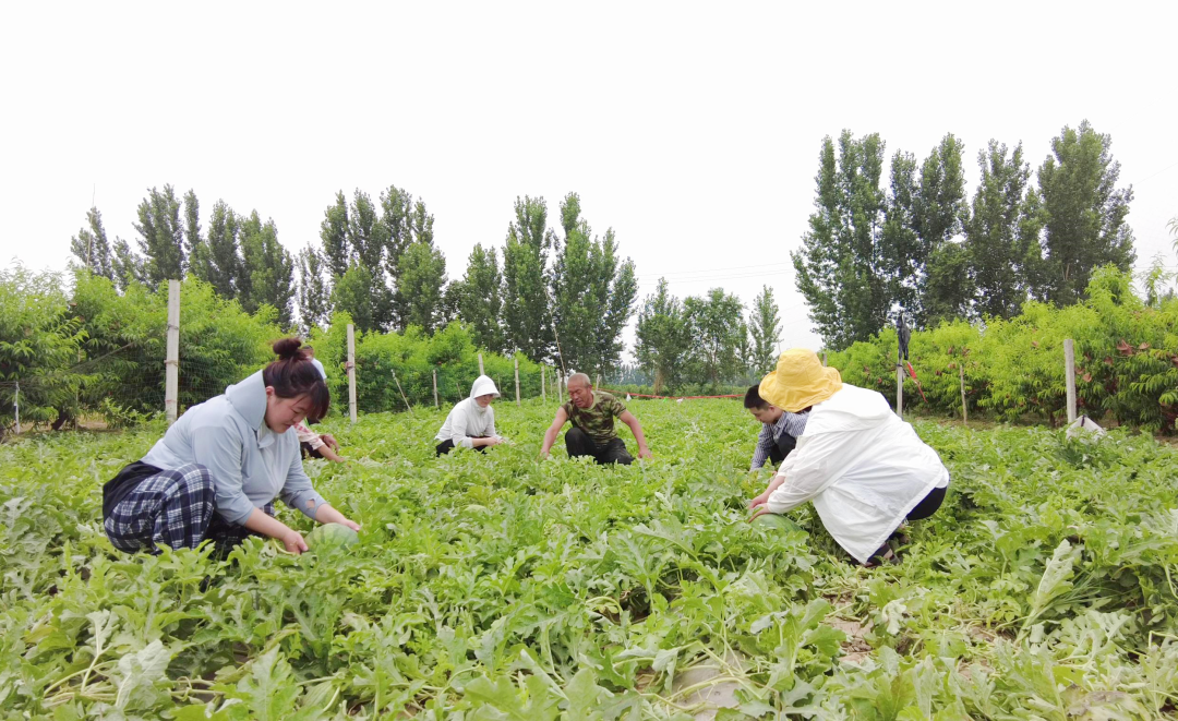 冠县万善乡西瓜迎丰收铺就致富路