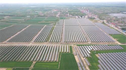 冠县万善乡光伏板下牡丹开农光互补产业兴