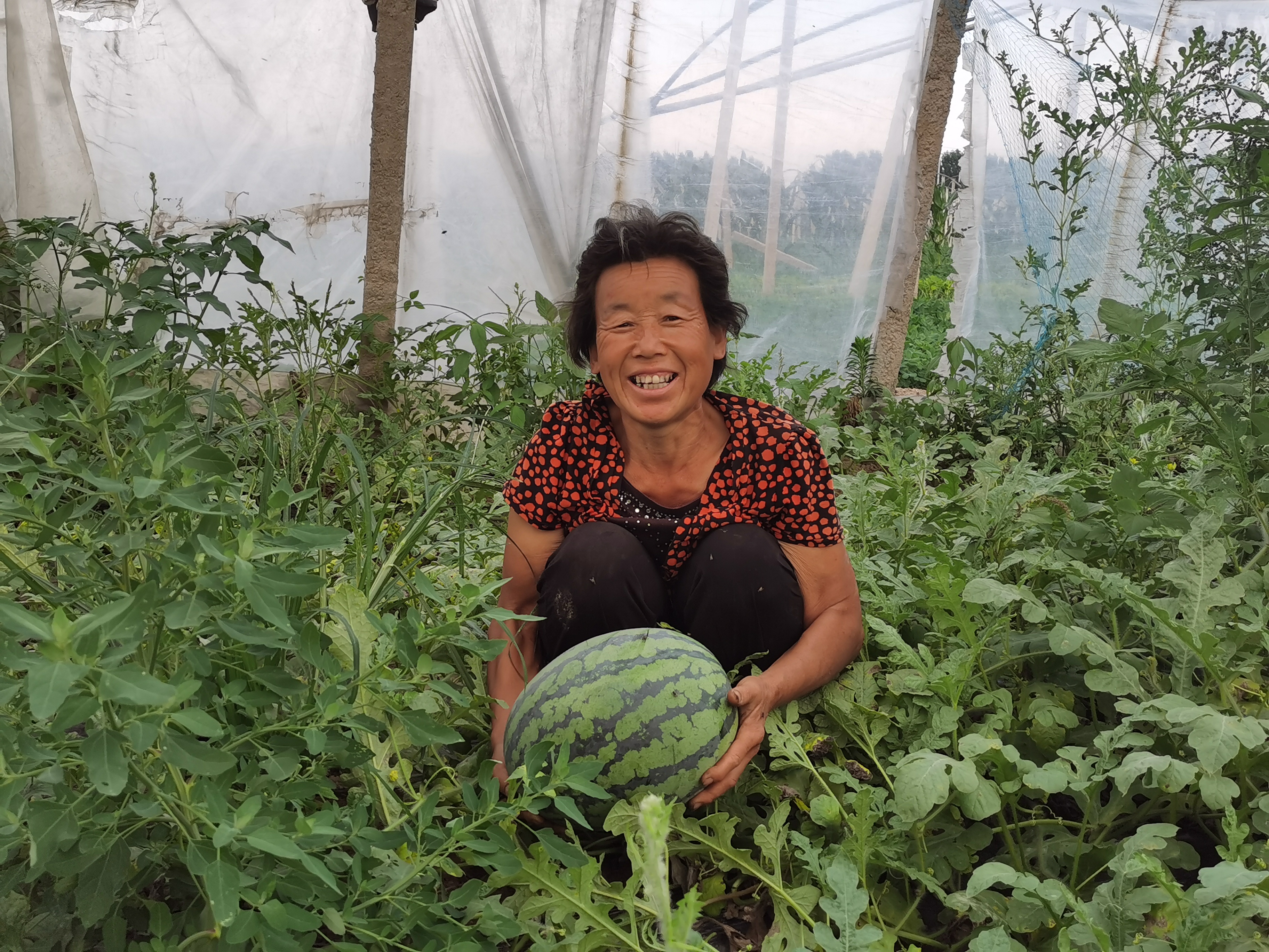 朱长贵的妻子在大棚中