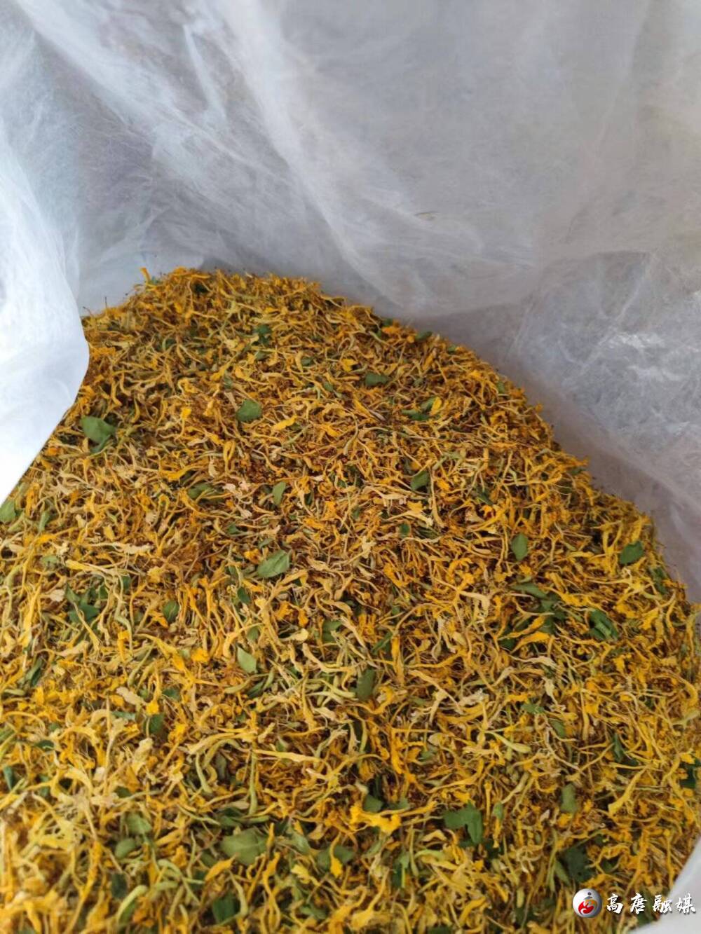 聊城市高唐县固河镇小小金银花变身致富花